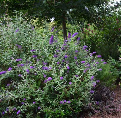 BUDDLEJA davidii ´Groovy Grape´ (´PIIBDI-I´)Ⓢ FE®