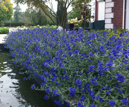 CARYOPTERIS_clandonensis_Blauer_Spatz