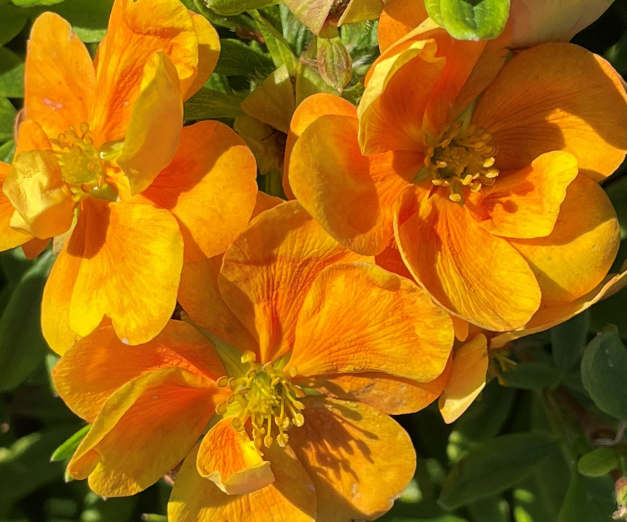 POTENTILLA fruticosa ´Marmalade´ (´JEFMARM´)Ⓢ FE®