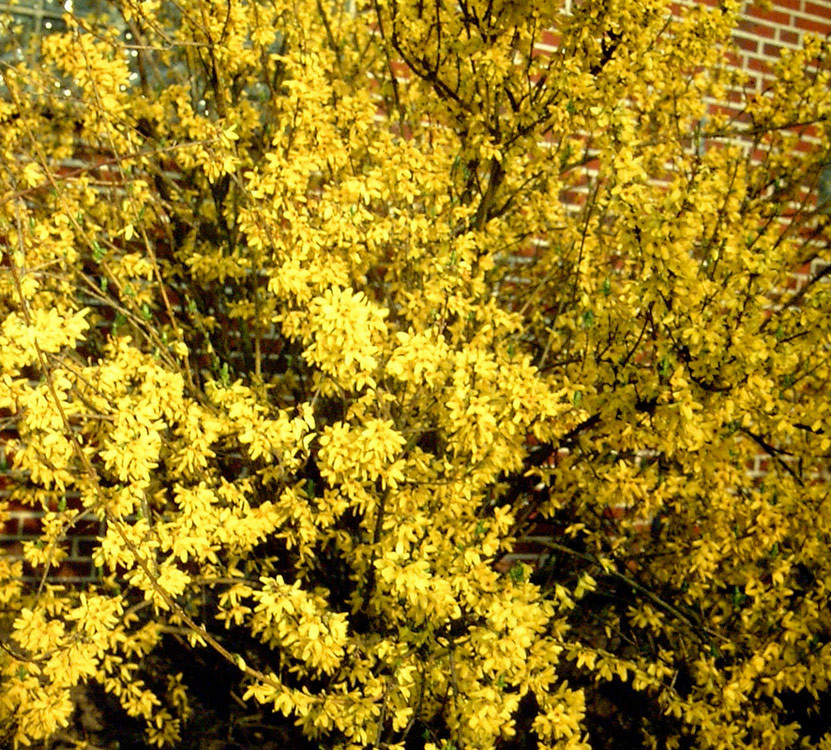 FORSYTHIA intermedia ´Goldzauber´