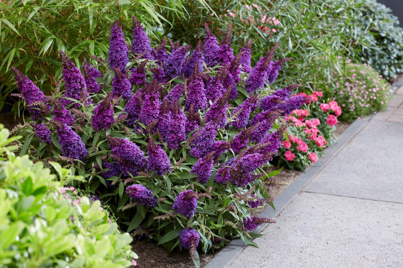 BUDDLEJA davidii ´Butterfly Candy® Little Purple´ (´BotEx001´)Ⓢ