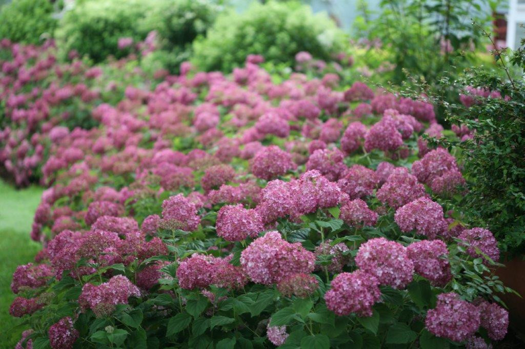 HYDRANGEA arborescens ´Bella Ragazza® Mauvette´(´Invincibelle® Mini Mauvette´) (´NCHA7´)Ⓢ PW®