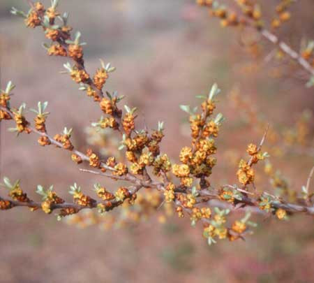HIPPOPHAE rhamnoides ´Pollmix 2´