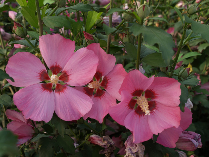 HIBISCUS syriacus ´Woodbridge´