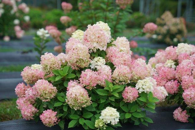 HYDRANGEA paniculata ´Fire Light Tiny Bit´® ('SMNHPK´)Ⓢ PW HYDRANGEA paniculata ´Fire Light Tiny Bit´® ('SMNHPK´)Ⓢ PW