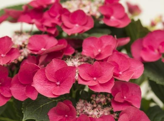 HYDRANGEA macrophylla ´Cherry Explosion´® (McKay)Ⓢ