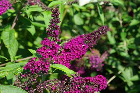 BUDDLEJA davidii ´Royal Red´