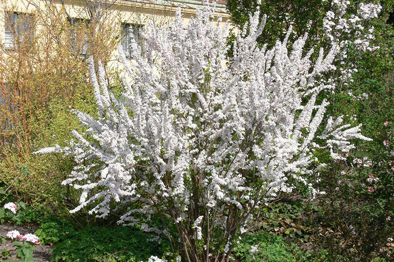 SPIRAEA thunbergii ´Fujino Pink´