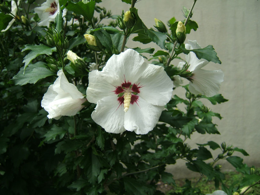 HIBISCUS syriacus ´Red Heart´