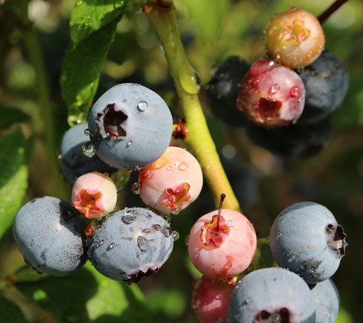 VACCINIUM corymbosum ´Brigitta´