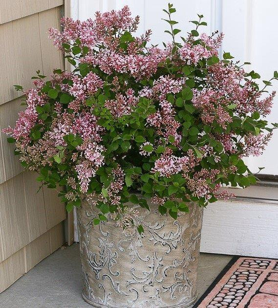 SYRINGA ´Bloomerang® Pink Perfume´Ⓢ