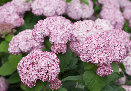 HYDRANGEA arborescens ´Sweet Annabelle´® (´Incrediball® Blush´) (´NCHA4´)Ⓢ PW®