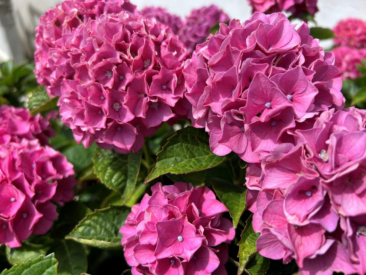 HYDRANGEA macrophylla ´Intense Seduction´® (´YYY MAFOUR´)Ⓢ