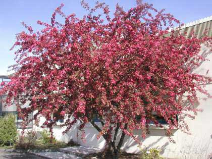 MALUS ´Coccinella´®