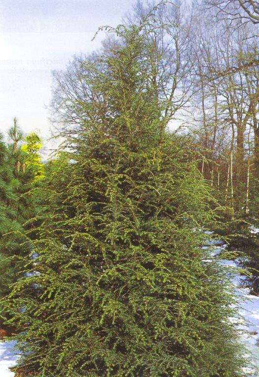 TSUGA canadensis