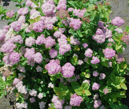 SPIRAEA betulifolia ´Pink Sparkler´® (´COURISPI1´)Ⓢ