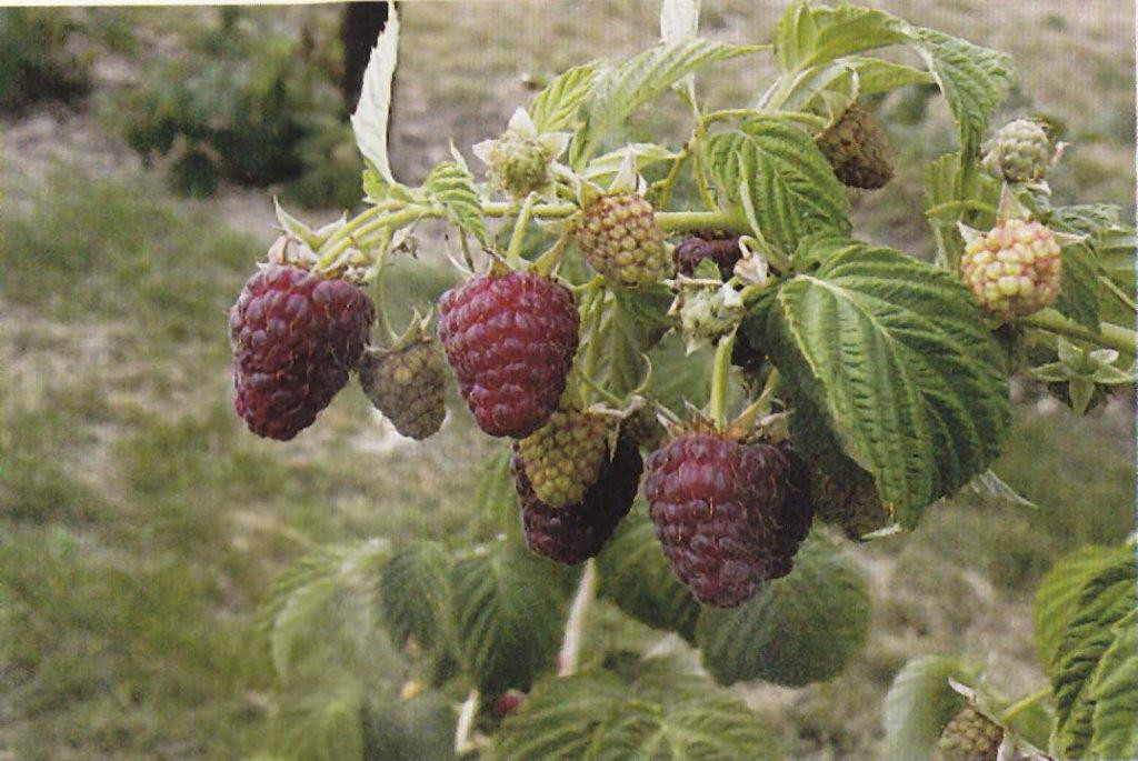 RUBUS idaeus ´Polka´Ⓢ
