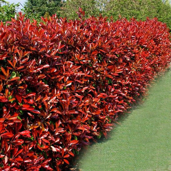 PHOTINIA fraseri ´Perfecta´® (´KOJUPFP´)