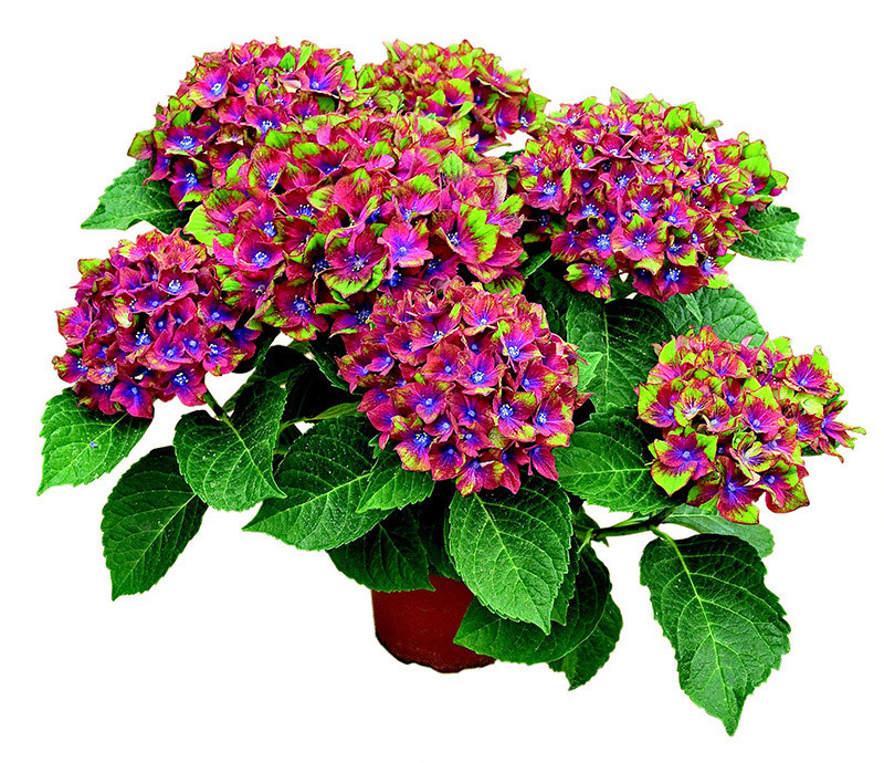 Image of Hydrangea schloss wackerbarth shrub