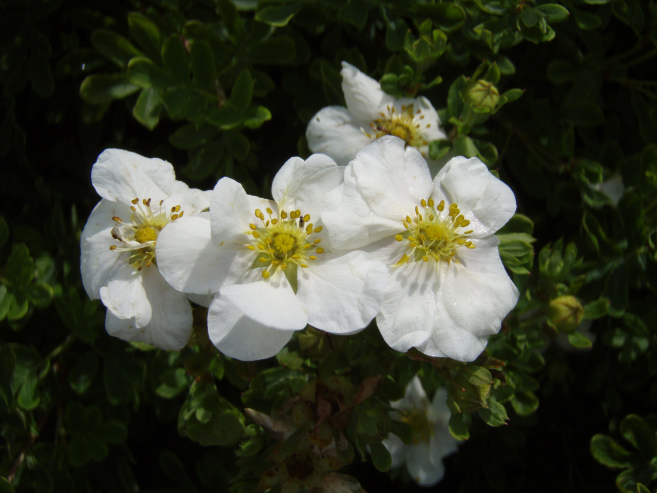 POTENTILLA fruticosa ´Snowbird´