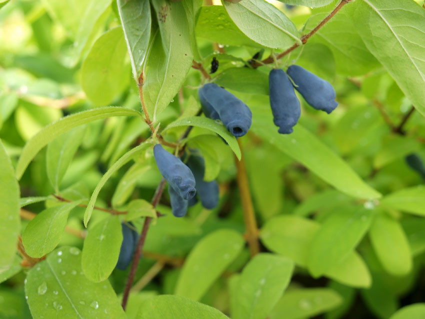 LONICERA kamtschatica ´Eisbär´ (´KOJULKE´)