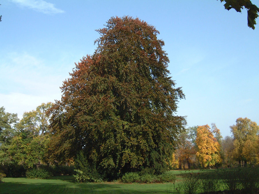 FAGUS sylvatica