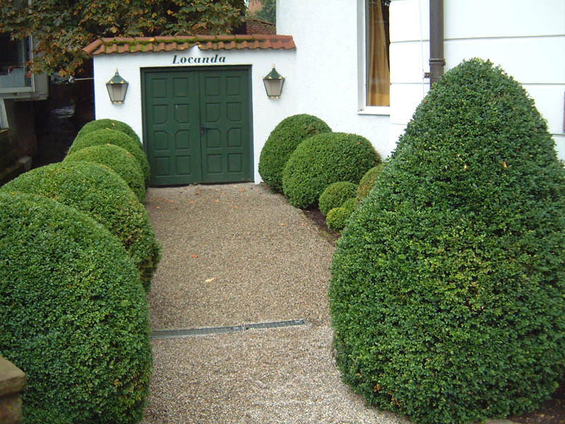 BUXUS sempervirens arborescens