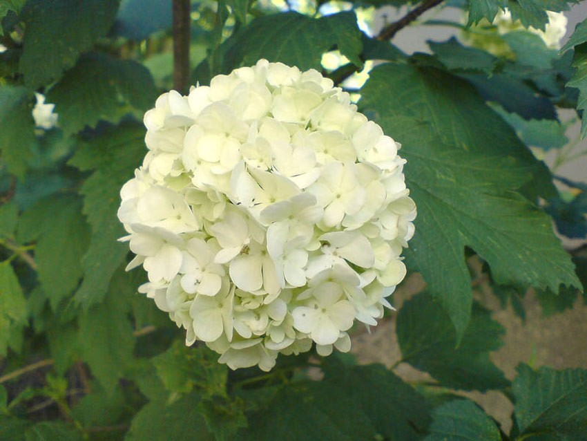 VIBURNUM opulus ´Roseum´(= ´Sterile´)