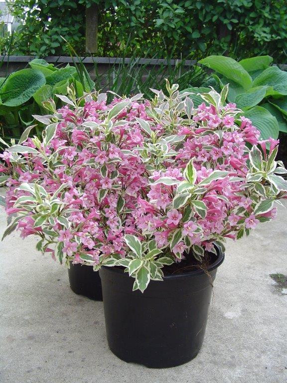WEIGELA florida (´Verweig´)Ⓢ Laubgehölze