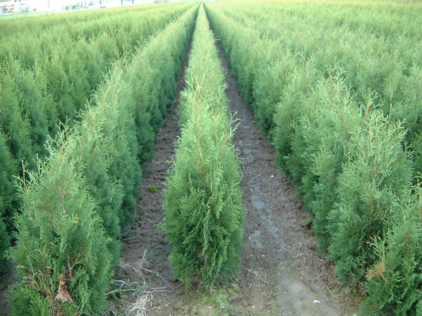 THUJA occidentalis ´Malonyana´ (= occidentalis var. pyramidalis f. malonyana)