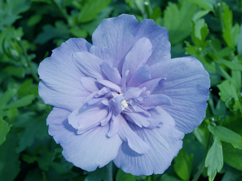 HIBISCUS syriacus ´Blue Chiffon´ (´Notwood3´)Ⓢ