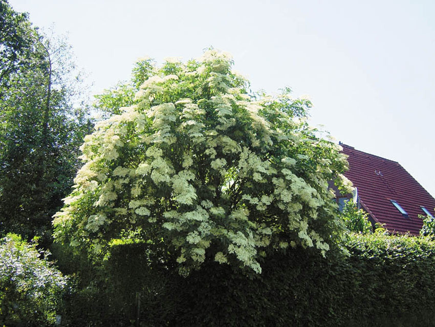 SAMBUCUS nigra