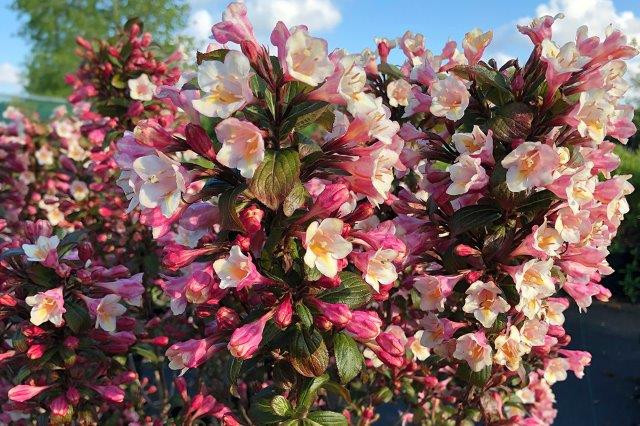 WEIGELA florida ´Vintage Love´ (´TVP1´)Ⓢ