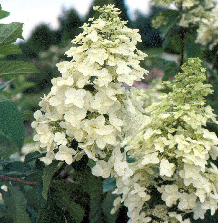 HYDRANGEA paniculata ´Unique´