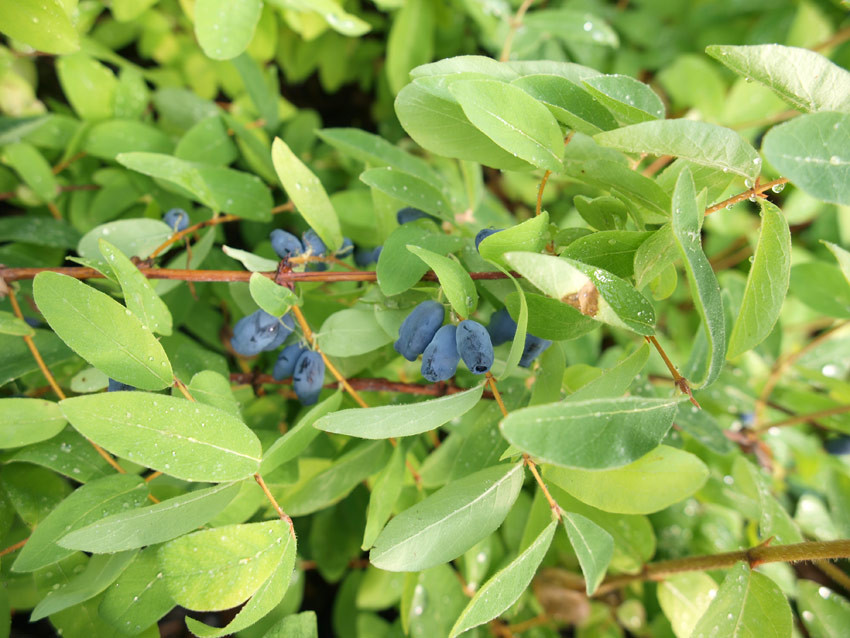 LONICERA kamtschatica (= caerulea var. edulis, orientalis var. longifolia)