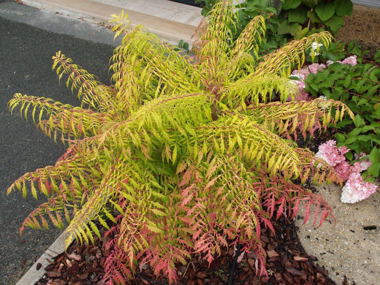 RHUS typhina ´Tiger Eyes´® (´Bailtiger´)Ⓢ FE®