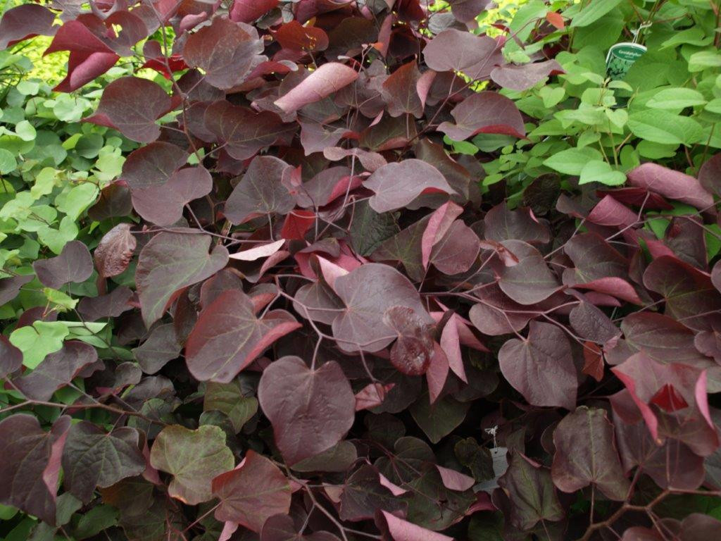 CERCIS canadensis ´Forest Pansy´