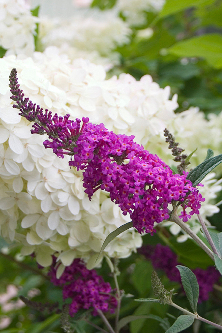 BUDDLEJA ´Miss Ruby´Ⓢ PW®