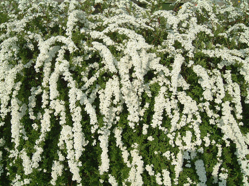 SPIRAEA cinerea ´Grefsheim´ (= arguta ´Grefsheim´)