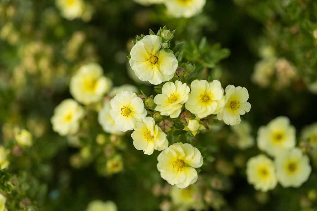 POTENTILLA fruticosa ´Lemon Meringue´ (´Bailmeringue´) FE®