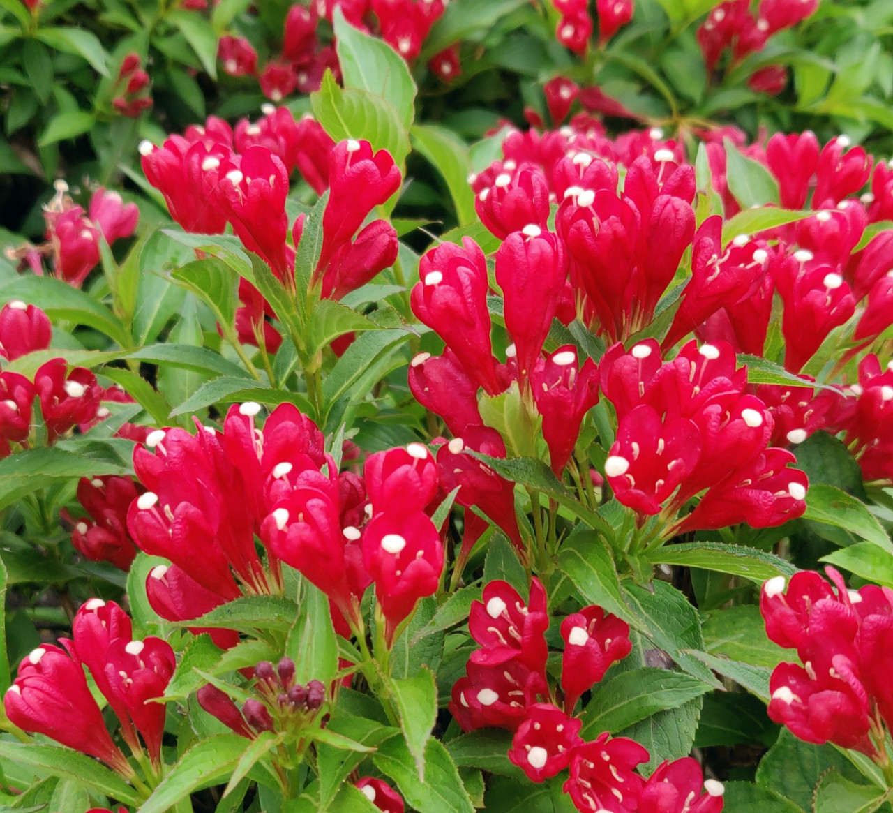 WEIGELA florida ´Picobella Rosso´ (´TVP3´)Ⓢ