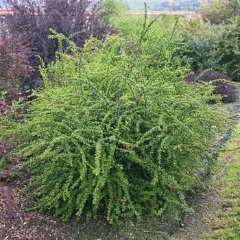 BERBERIS thunbergii