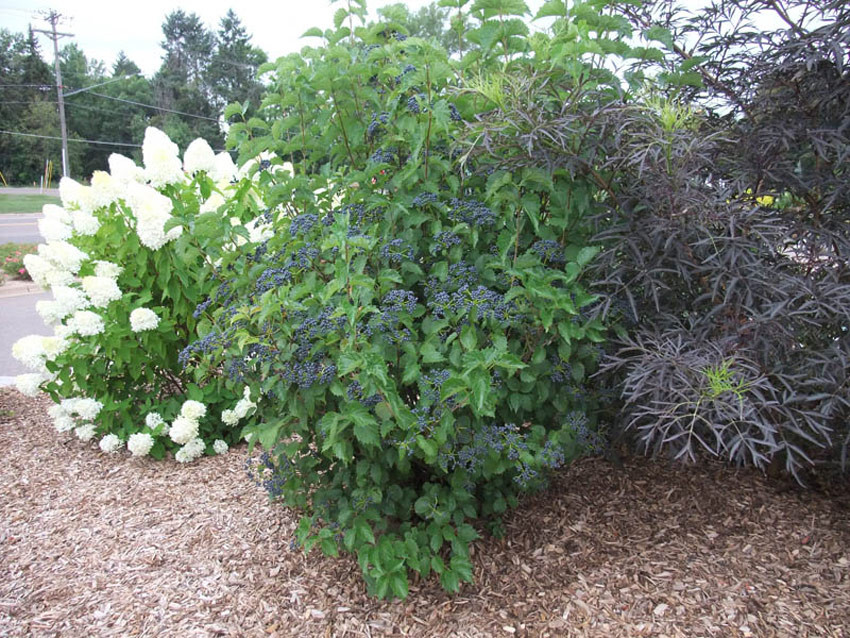 Viburnum dentatum Blue Muffin