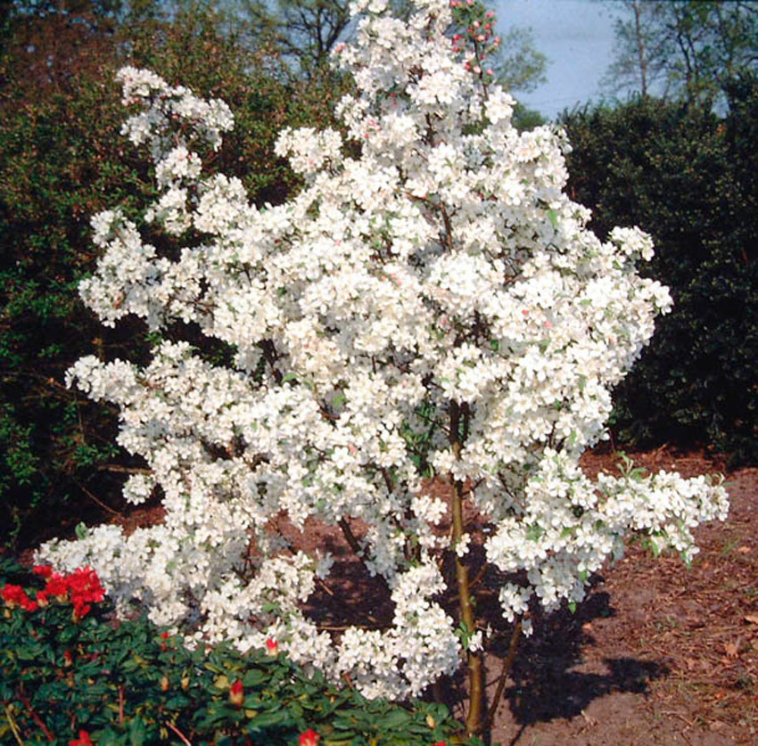 MALUS ´Evereste´ (´Perpetu´)®