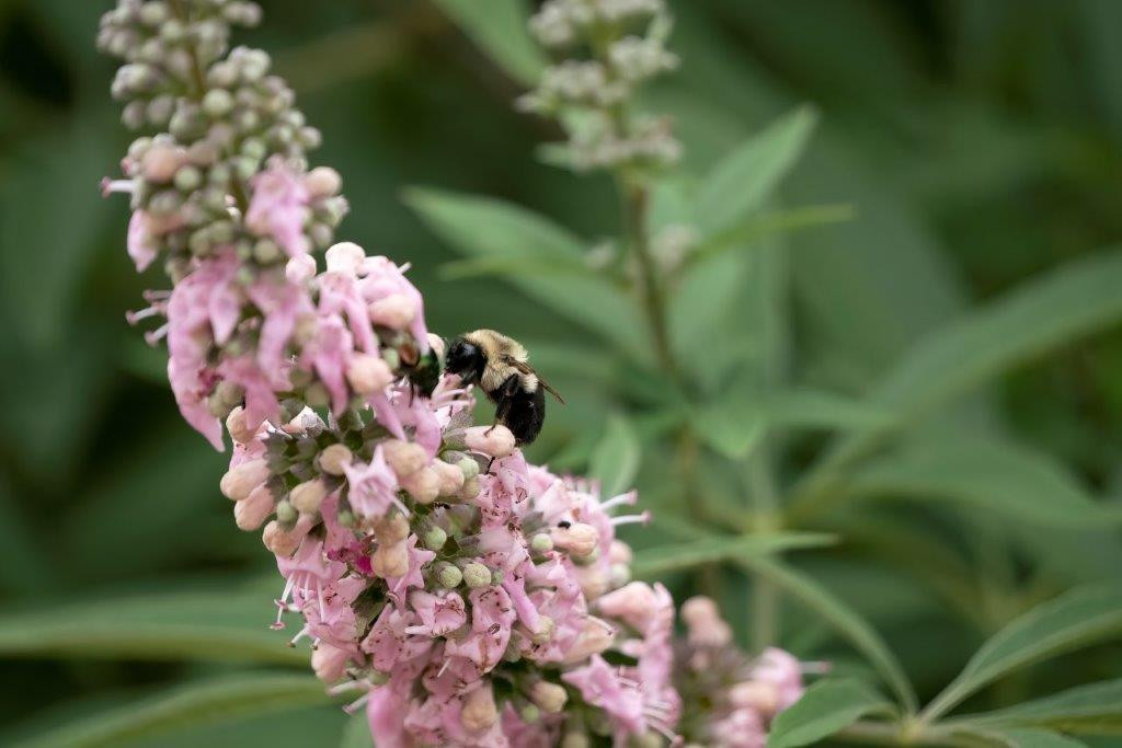 VITEX agnus-castus ´Galactic Pink´® (´BAILTEXTWO´)Ⓢ FE®