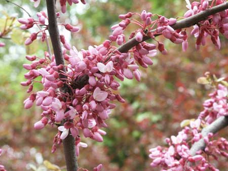 CERCIS canadensis