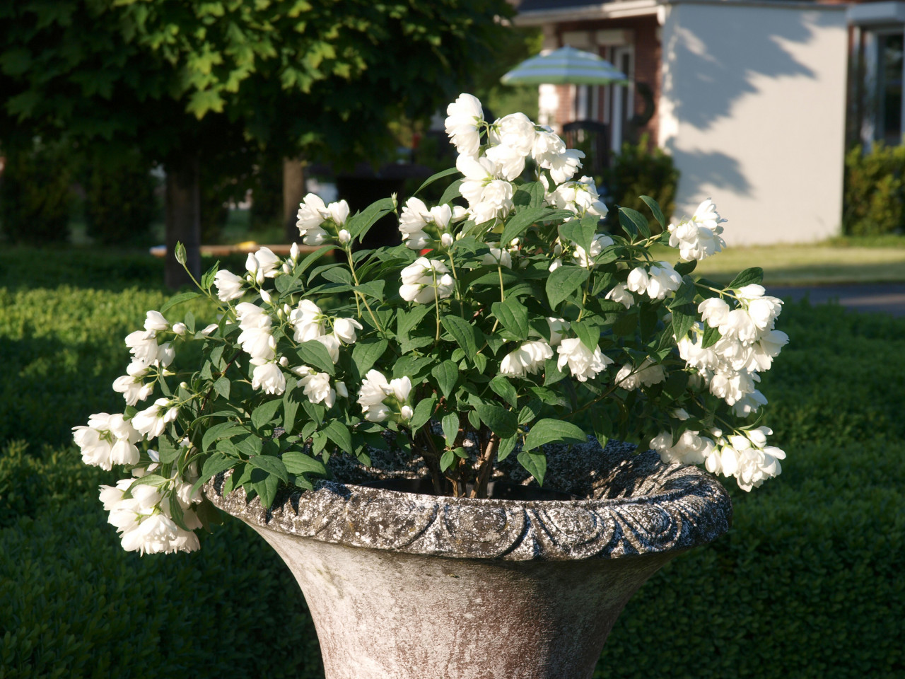 PHILADELPHUS ´Little White Love´® (´KOJUPL´)