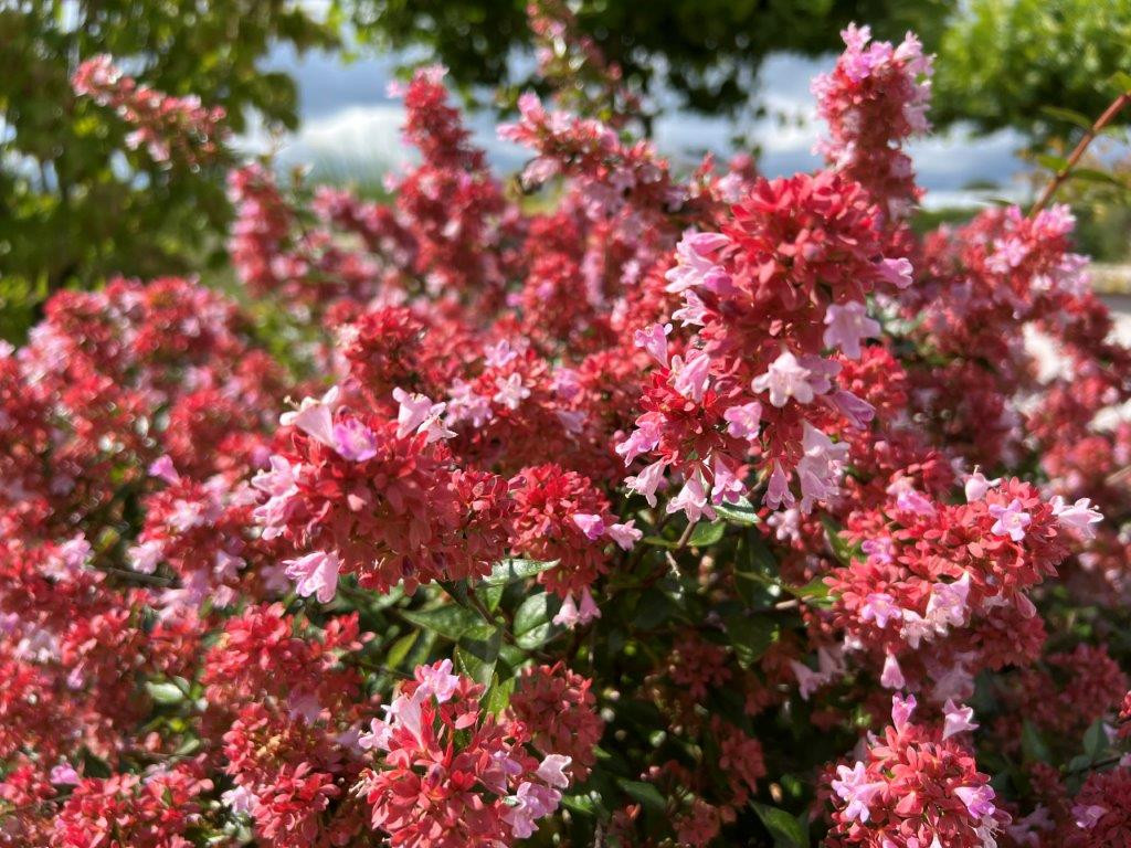 Abelia ´Raspberry Profusion´Ⓢ