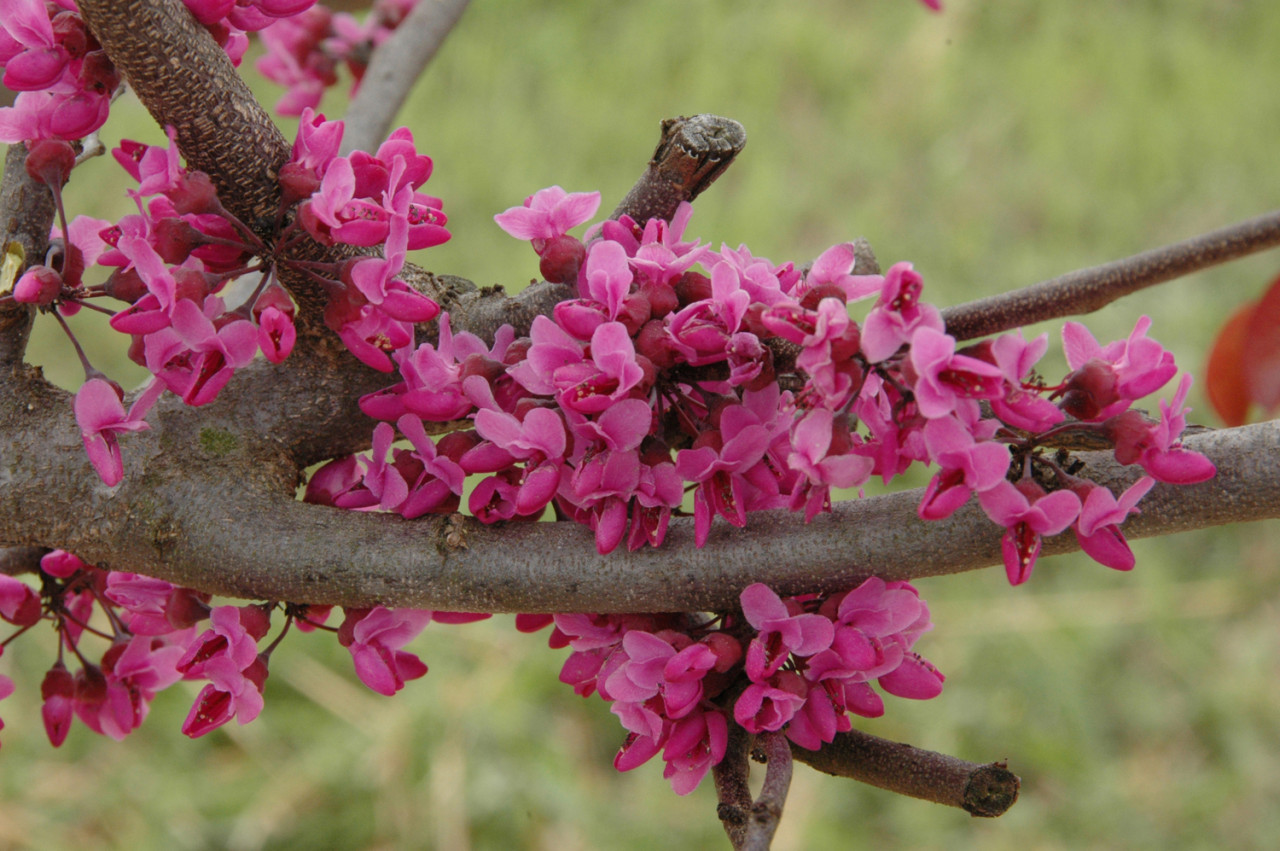 CERCIS canadensis ´Merlot´