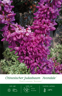 Etikett_Cercis_front